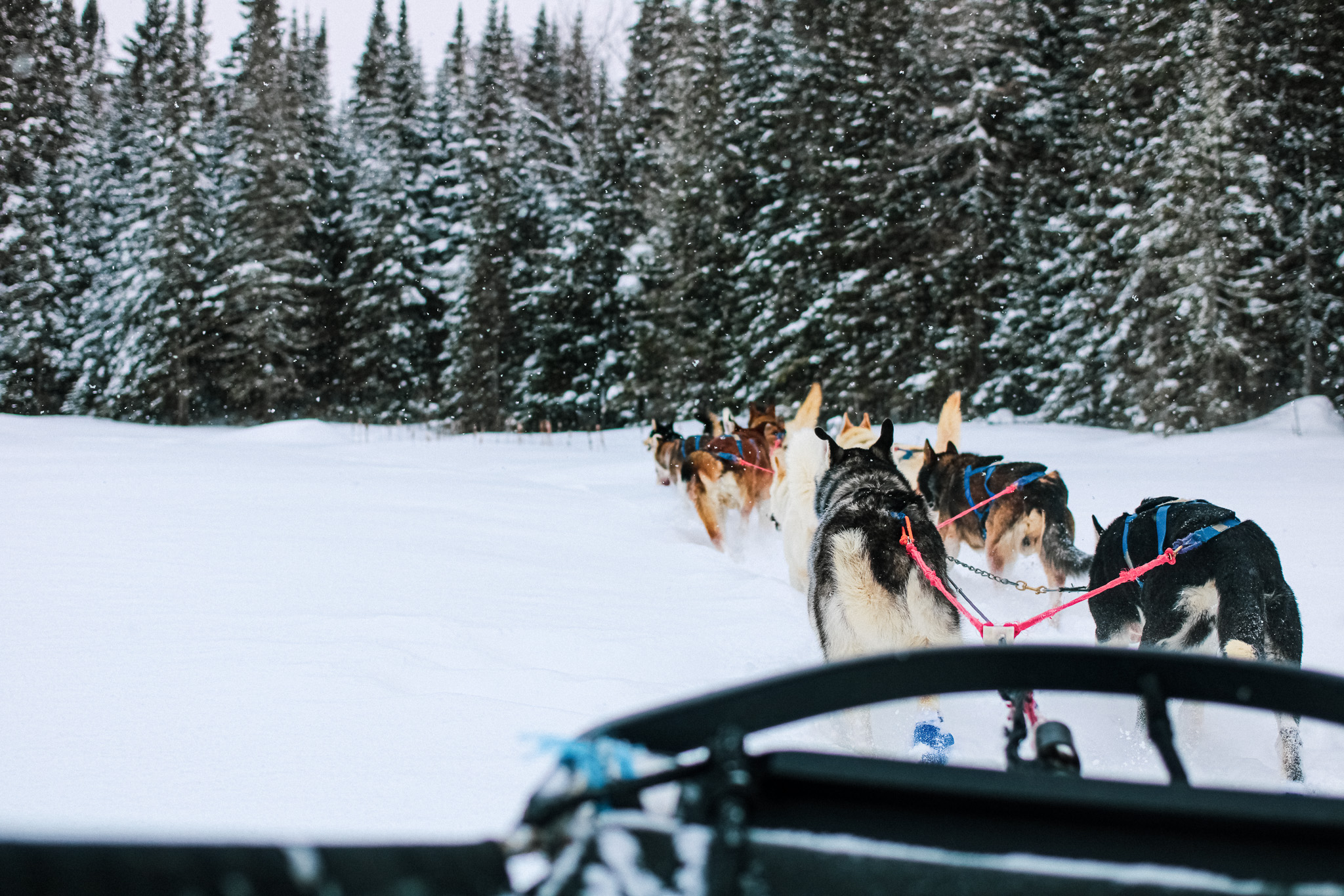 Ça glisse en chien de traineau