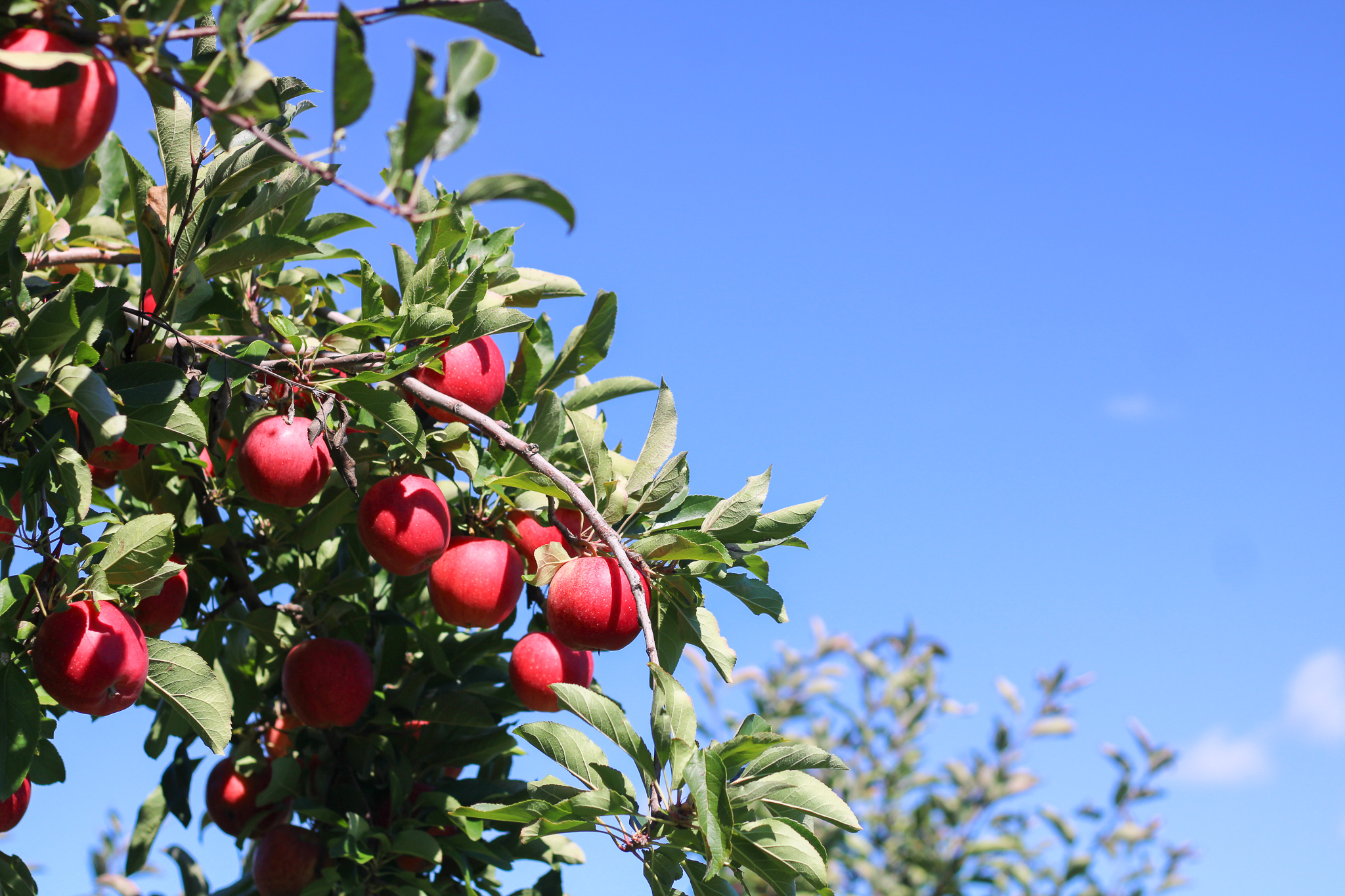 Aller dans un verger de pommes au Québec